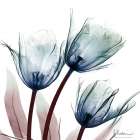 Vibrant Tulips 1 Art Print