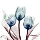 Vibrant Tulips 2 Art Print