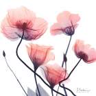 Ember Blooms 2 Art Print