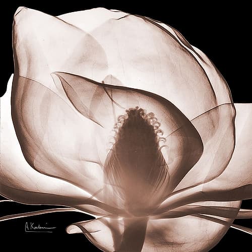 Magnolia Mocha Beauty 1 V2 Art Print