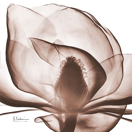 Magnolia Mocha Beauty 1 Art Print