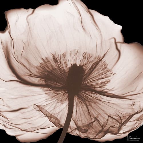 Magnolia Mocha Beauty 2 V2 Art Print