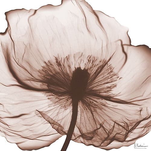 Magnolia Mocha Beauty 2 Art Print
