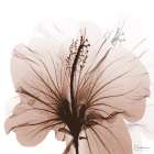 Tasty Mocha Hibiscus 1 Minimalist Print