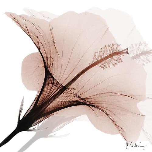 Tasty Mocha Hibiscus 2 Art Print