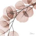 Mocha Eucalyptus 1 Art Print