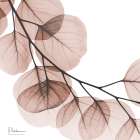 Mocha Eucalyptus 2 Art Print