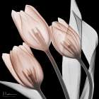 Splendid Mocha Tulips 1 V2 Art Print
