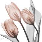 Splendid Mocha Tulips 1 Art Print