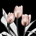 Splendid Mocha Tulips 2 V2 Art Print