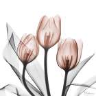 Splendid Mocha Tulips 2 Art Print