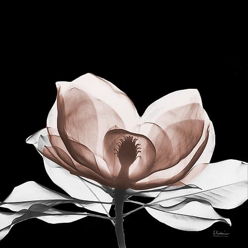 Mocha Magnolia Bloom 1 V2 Art Print