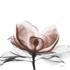 Mocha Magnolia Bloom 1 Art Print