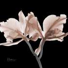 Mocha Orchid 1 V2 Art Print