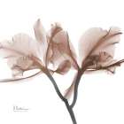 Mocha Orchid 1 Art Print