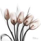 Marvelous Mocha Tulips 1 Art Print
