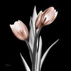 Enchanted Mocha Tulips 1 V2 Art Print