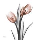 Enchanted Mocha Tulips 1 Art Print