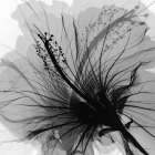 Changing Monochromatic Reception 1 Modern Print