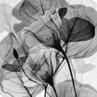 Serene Gray Union 1 Art Print