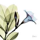 Mandelilla Art Print
