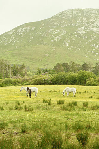 Ireland Horse Pasture Montagne reproduction