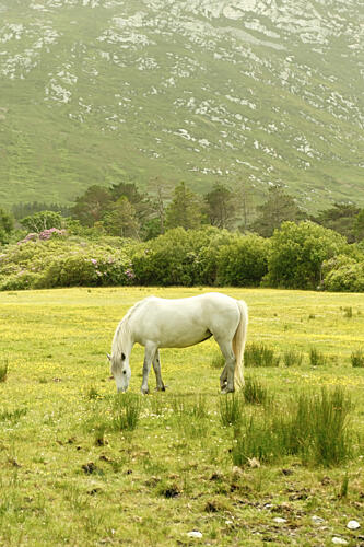 Ireland Horse Montagne reproduction