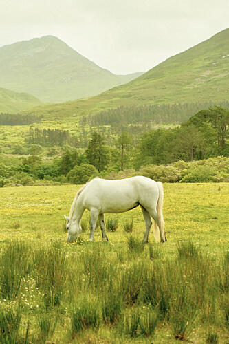 White Horse Montagne reproduction