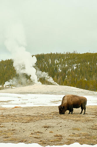 Yellowstone Bison 1 Art Print
