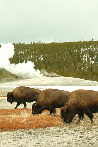 Yellowstone Bison 2 Art Print