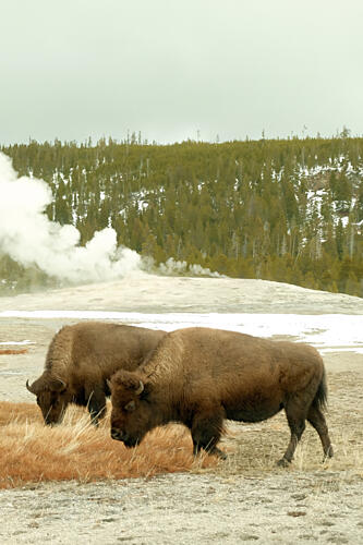 Yellowstone Bison 3 Art Print