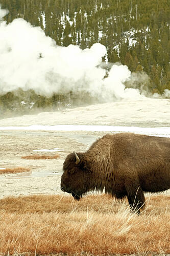 Bison at Old Faithful Art Print by Alicia Stanhouse Pyatt