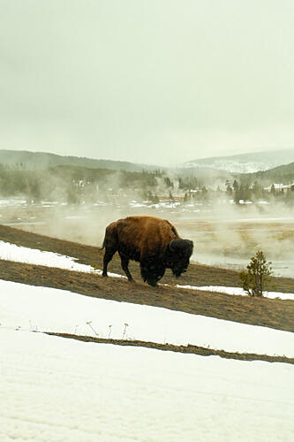 Bison in Snow Art Print by Alicia Stanhouse Pyatt