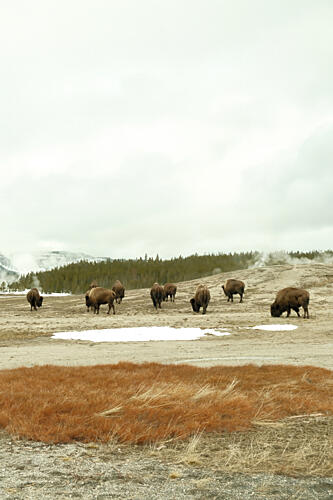 Bison Herd Art Print by Alicia Stanhouse Pyatt