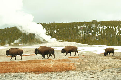 Bison at Old Faithful Art Print by Alicia Stanhouse Pyatt