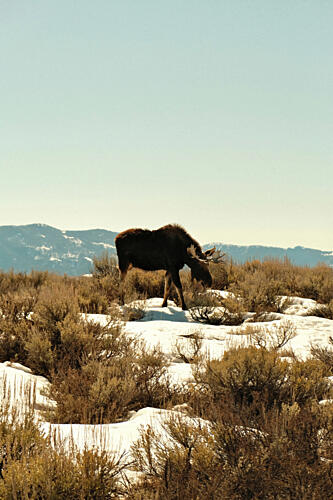 Wyoming Moose 1 Montagne reproduction