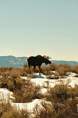 Wyoming Moose 2 Montagne reproduction