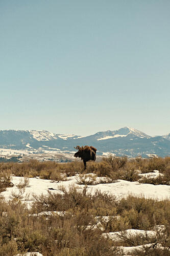 Wyoming Moose 3 Montagne reproduction