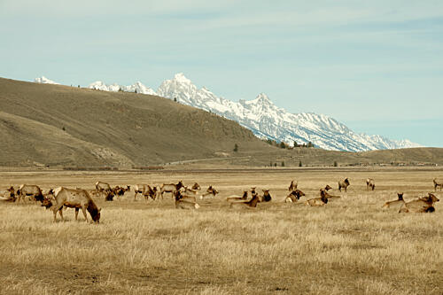 Wyoming Elk Refuge Montagne reproduction