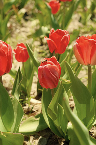 Tulip and Bee Art Print