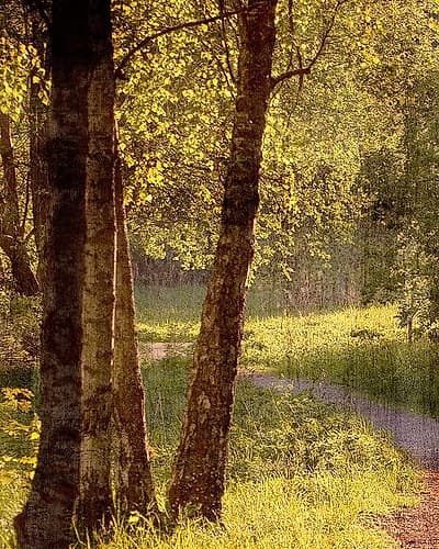 Sunlit Path 1 Landscape Print