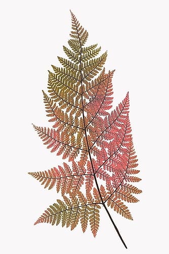 Coral Gold Fern 1 Art Print by Bailey