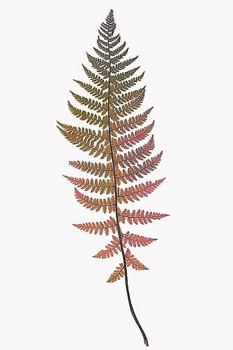 Coral Gold Fern 2 Art Print by Bailey