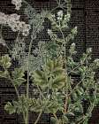 Botanical Newspaper 1 Botanical Print