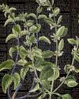 Botanical Newspaper 2 Botanical Print