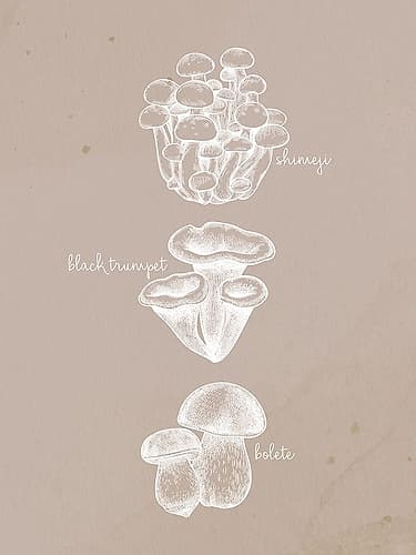 Mushrooms 2 Art Print