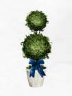Topiaries 1 Still Life Print