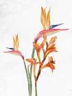 Tropic Floral 2 Art Print