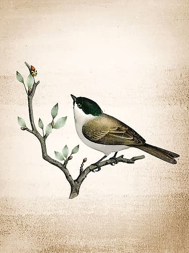 Spring 1 Art Print