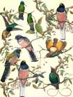 Chorus Art Print